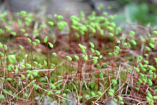 大興安嶺野生植物 金發(fā)蘚