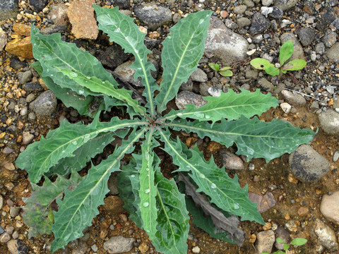 大興安嶺野生植物 黃鵪菜
