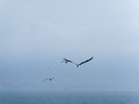 海鷗