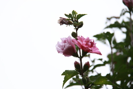 木槿花