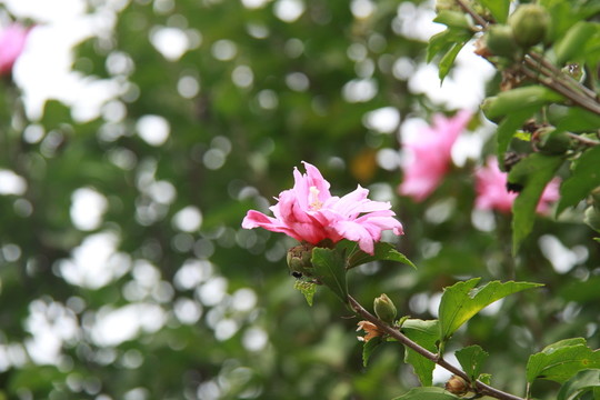 木槿花