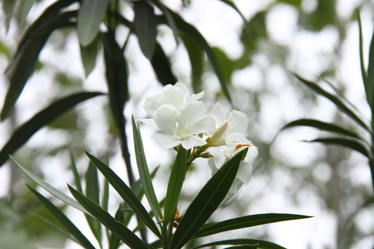 夾竹桃