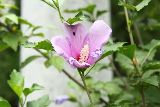 木槿花