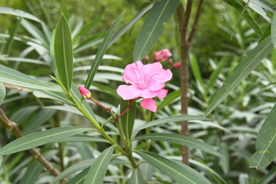 粉紅花朵