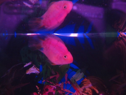 金魚