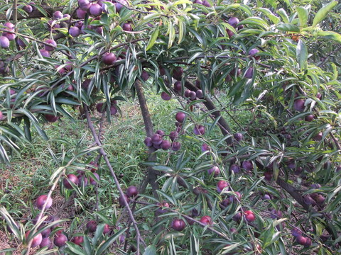 翠紅李 李子