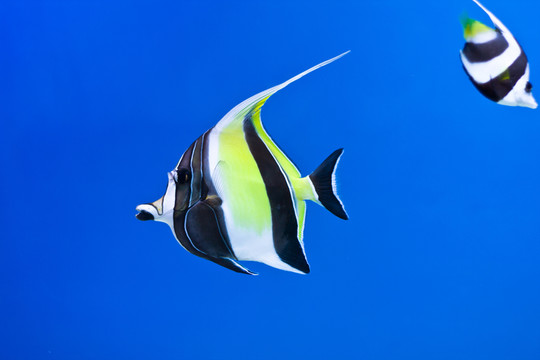 神仙鐮魚