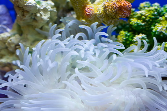 水底花園