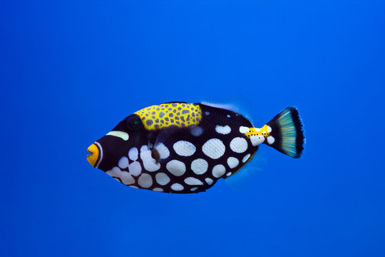 炮彈魚