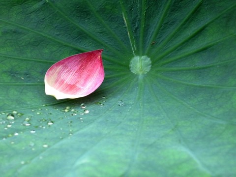 花瓣