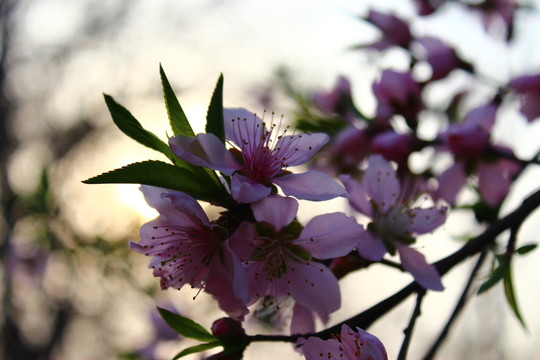 桃花