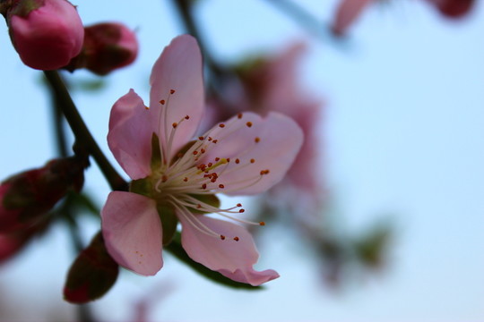 桃花