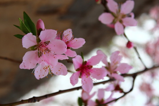 桃花