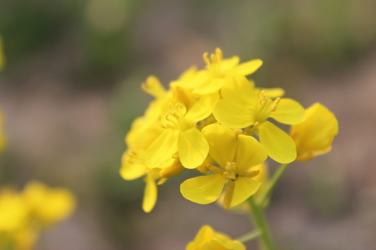 油菜花