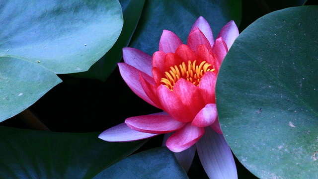 荷花