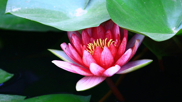 荷花
