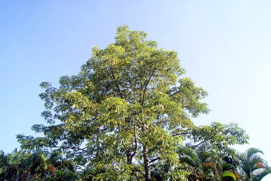樹木及樹冠