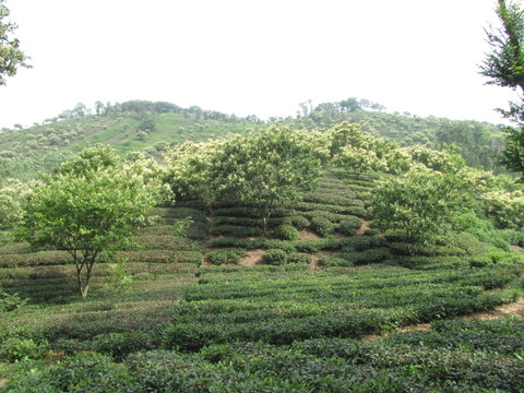 茶園板栗花香