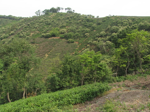茶山板栗飛花