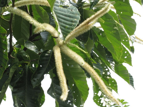 板栗花開(kāi)香滿(mǎn)園