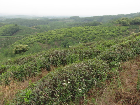 山川茶場