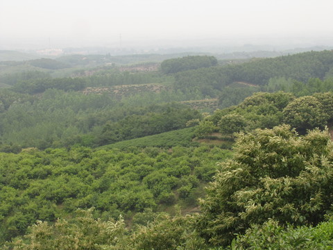 茶山茶鄉(xiāng)板栗花