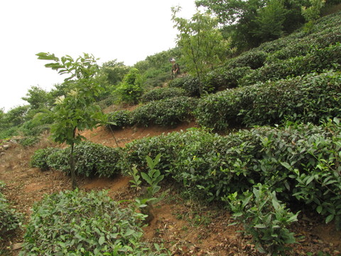 茶樹坡