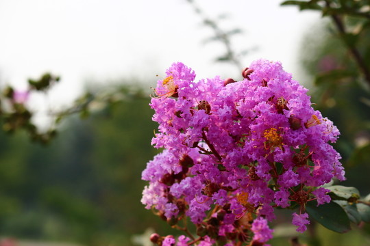 紫薇花