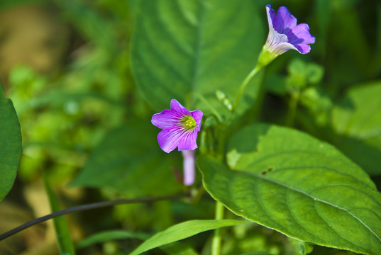 野花野草