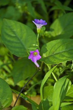 野花野草