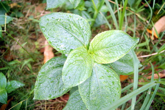綠葉及水珠