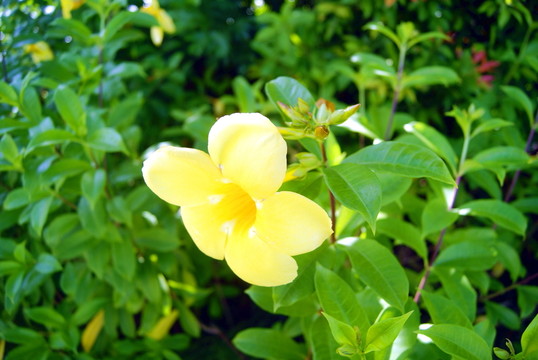 黃鐘花