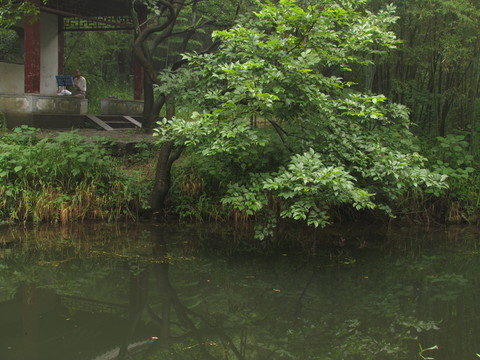 池邊樹