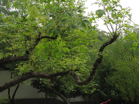 雨后樹梢