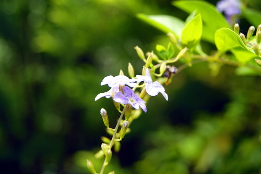 花