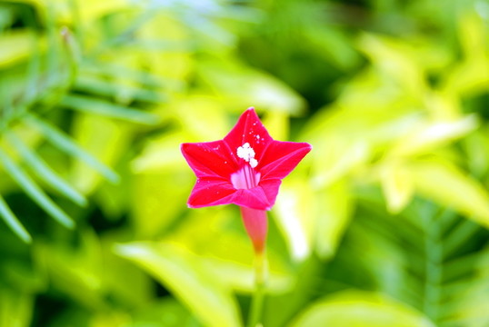 五星花