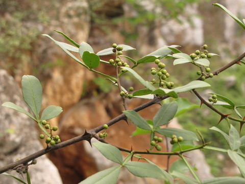 野生花椒