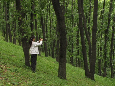 滿眼蒼翠 滁州清流關(guān)山谷 欣賞美景