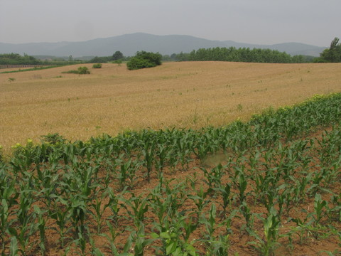 遠(yuǎn)山麥田玉米地