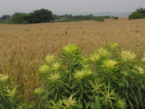 麥田