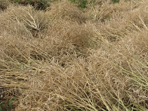 油菜收割