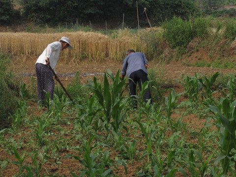 農(nóng)村老人鋤玉米
