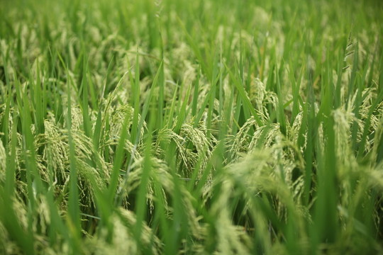 稻穗