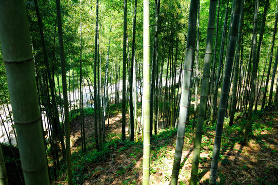 竹林