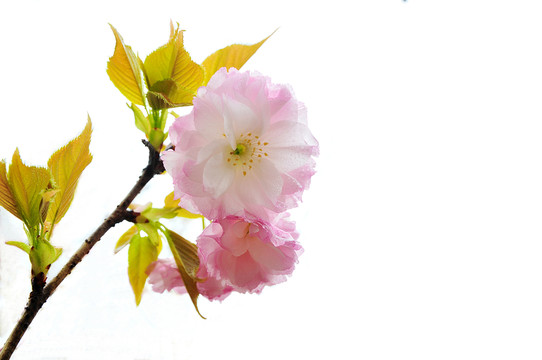 櫻花
