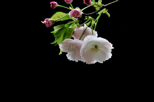 櫻花