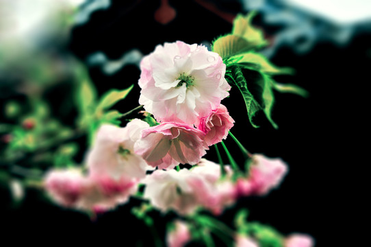 櫻花