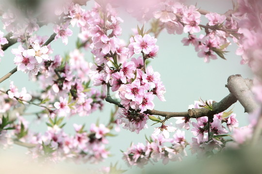 桃花枝