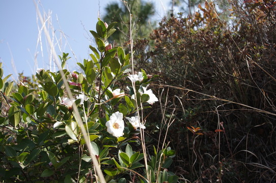 茶花