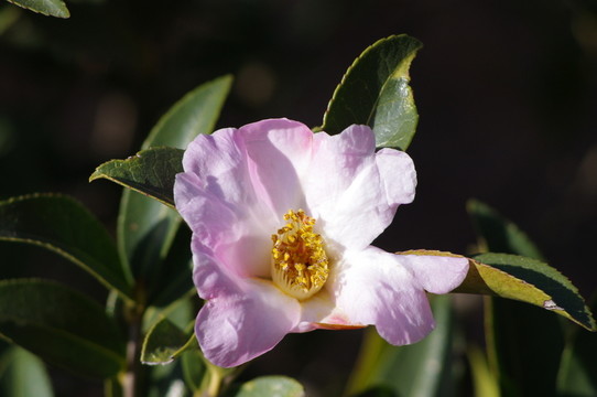 山茶花